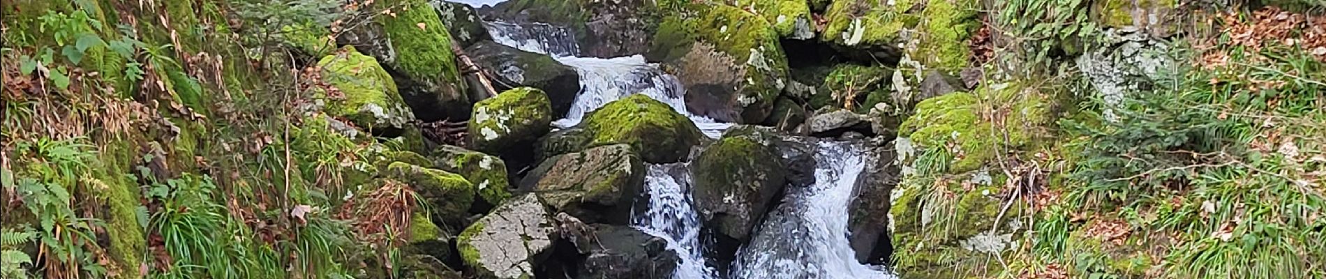 Tour Wandern Lepuix - Malvaux - Ballon d'Alsace - La Gentiane - Photo