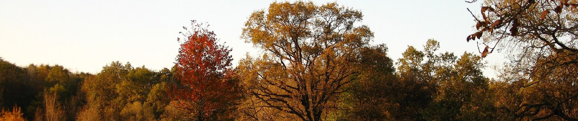 Tour Zu Fuß Ciurea - Bârnova - Poiana Schit - Photo