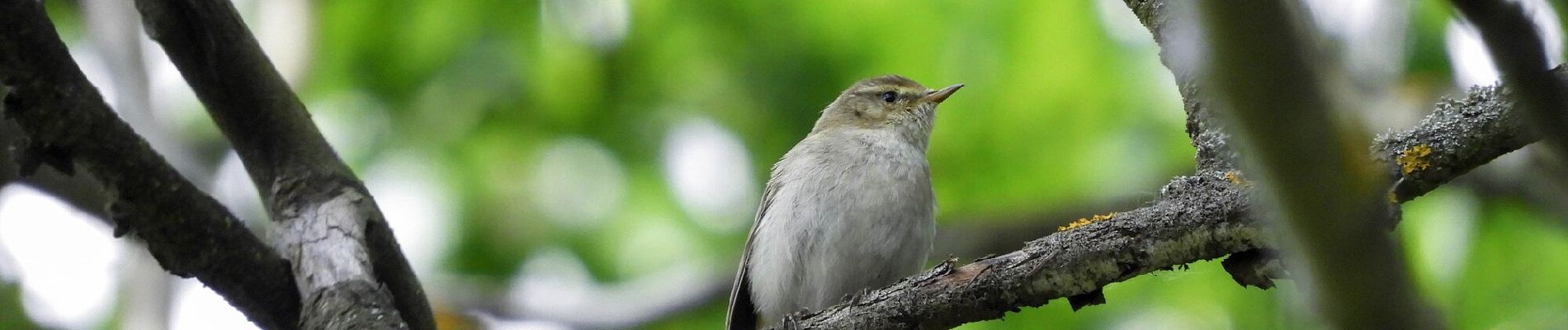 Tocht Te voet Jevíčko - Muřinohova literární stezka - Photo