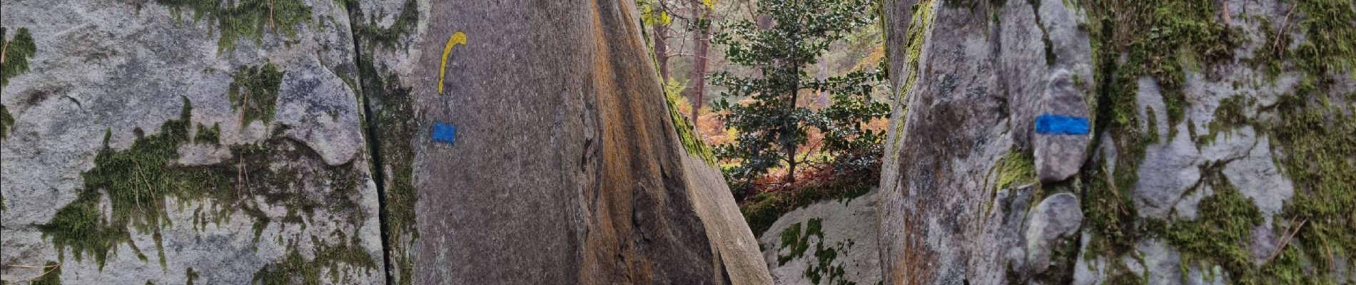 Excursión Senderismo Fontainebleau - Fontainebleau - Sentier des carriers - Photo