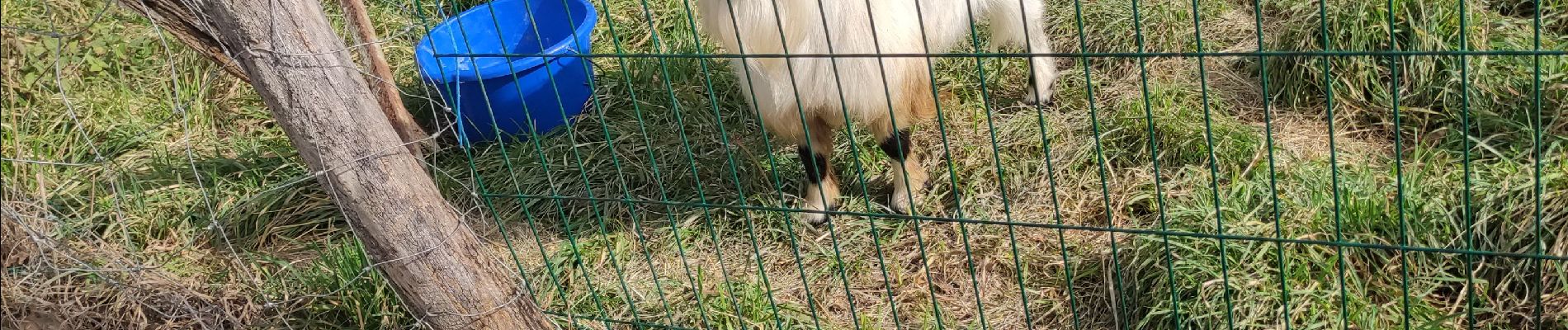 Trail Walking Vic-le-Comte - langlade - Photo