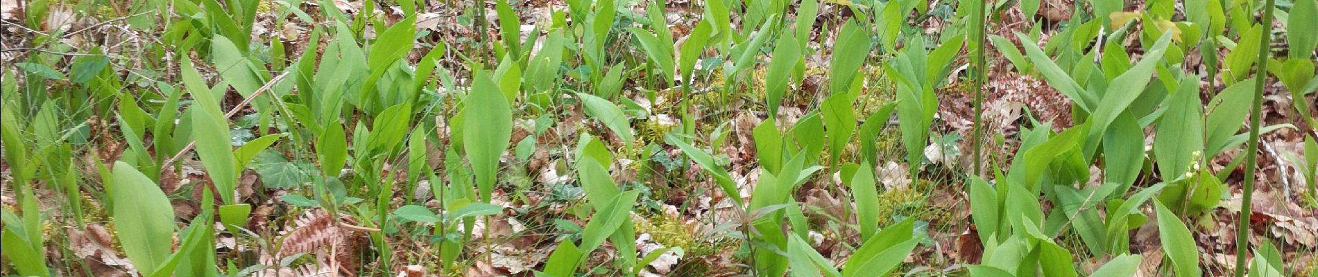 Tour Wandern Saint-Léger - Saint Léger muguet - Photo