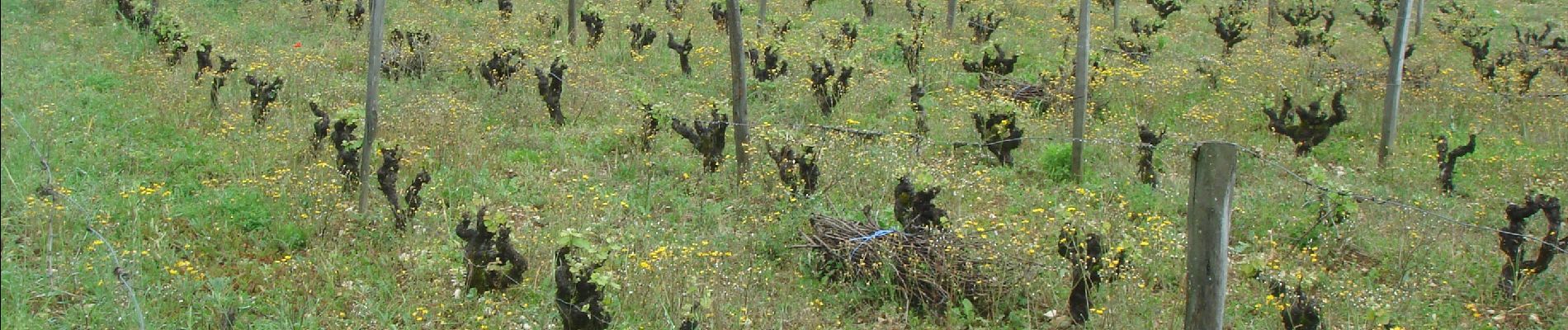 Tour Wandern Cahors - CahorsMontcuq - Photo