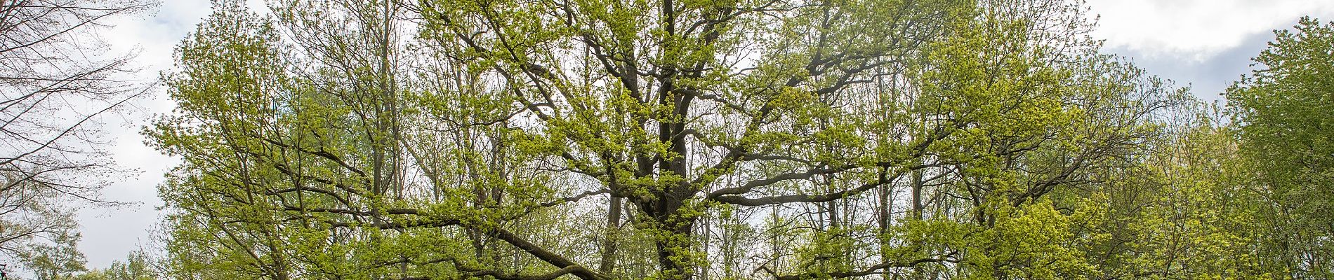 Randonnée A pied Geringswalde - Wanderweg Arras – Obstmühle - Photo