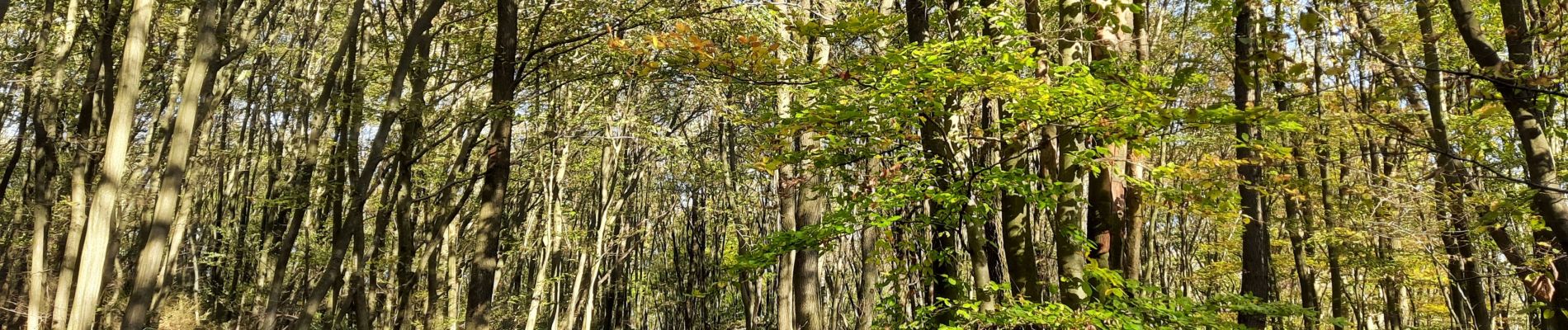 Tour Wandern Huy - Ben-Ahin - Photo