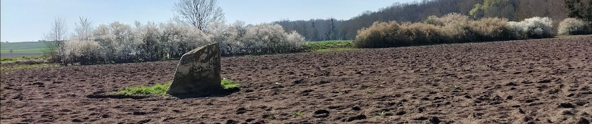 Tour Wandern Chaumes-en-Brie - chaumes en brie  - Photo