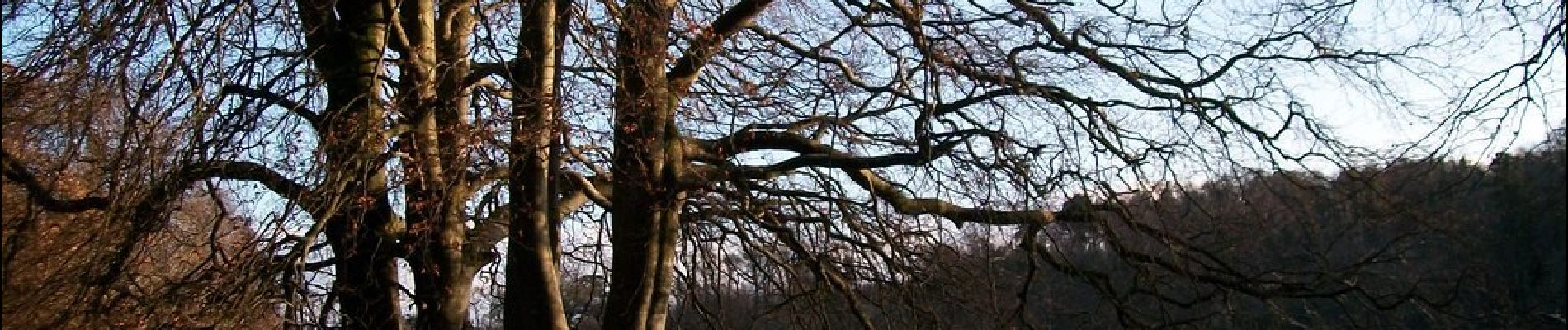 Percorso A piedi Sconosciuto - Castlewellan Forest Park - Cypress Pond Walk - Photo