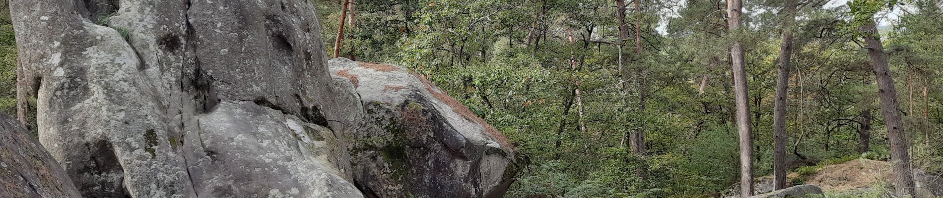 Excursión Senderismo Fontainebleau - Rochers d'Avon - Photo