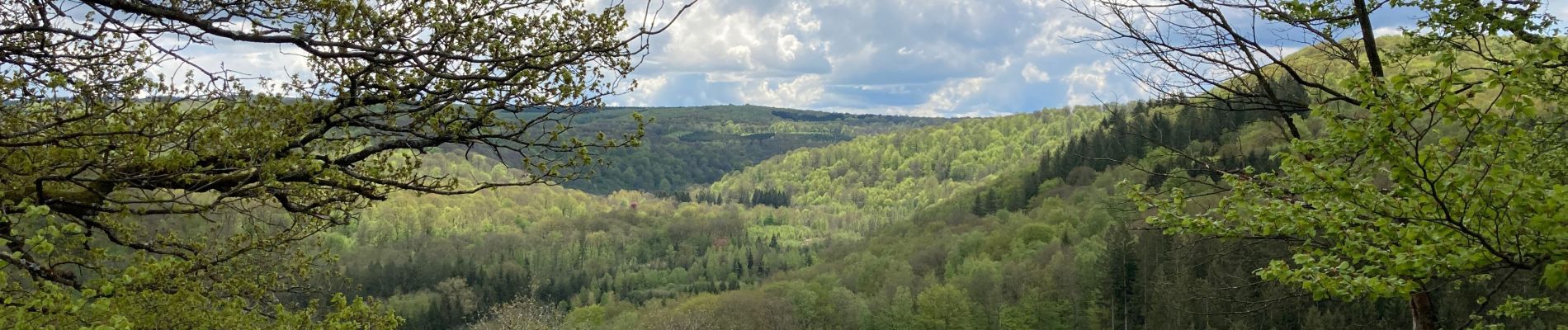 Trail Walking Wellin - GR 17 - Boucle 3 / Chanly / 16 km - Photo