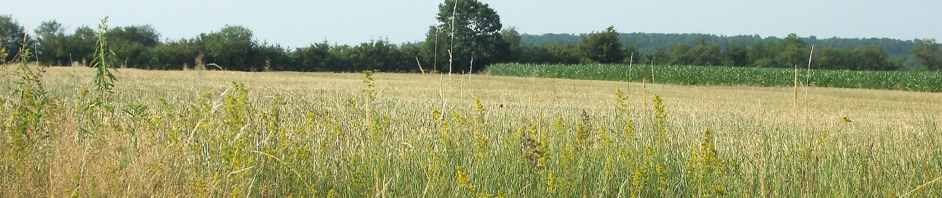 Tocht Te voet Salomvár - K+ (Szilvágy - Salomvár) - Photo