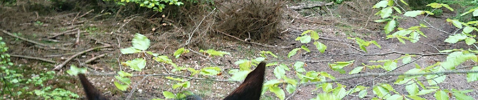 Tocht Paardrijden Attert - balade des cerfs  - Photo