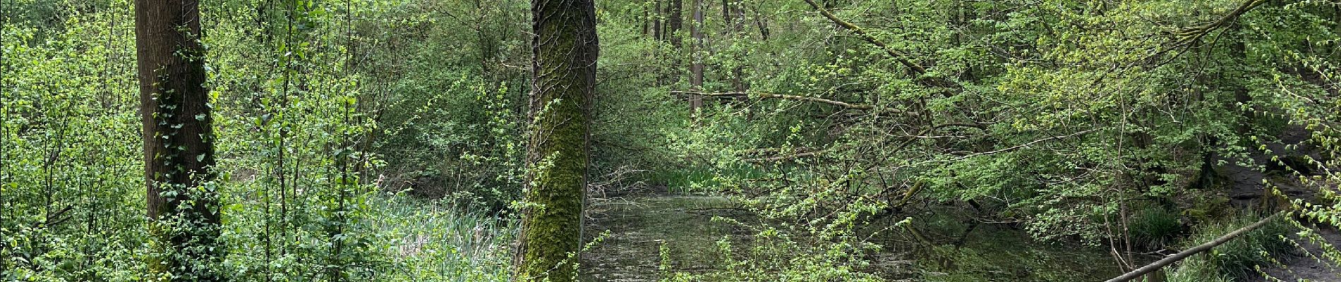 Tocht Stappen Halle - Hallerbos parking 5, 8,6 km - Photo