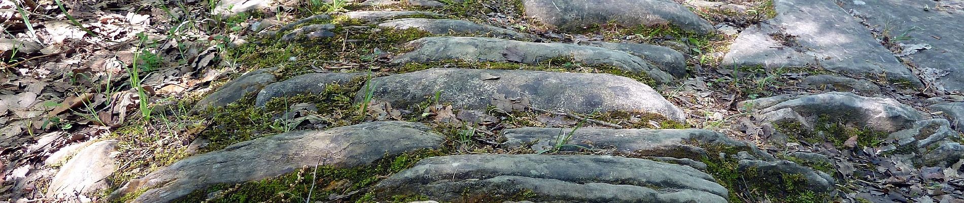 Percorso A piedi Chiusi della Verna - La Via Romea e la Valle dell'Archiano - Photo