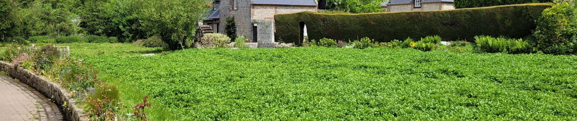 Randonnée Marche Veules-les-Roses - Veules les roses par son fleuve  - Photo