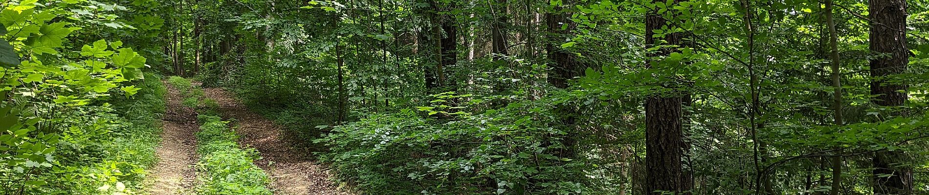 Percorso A piedi Kunčina - [Ž] Mladějov - Nad Vískou - Photo