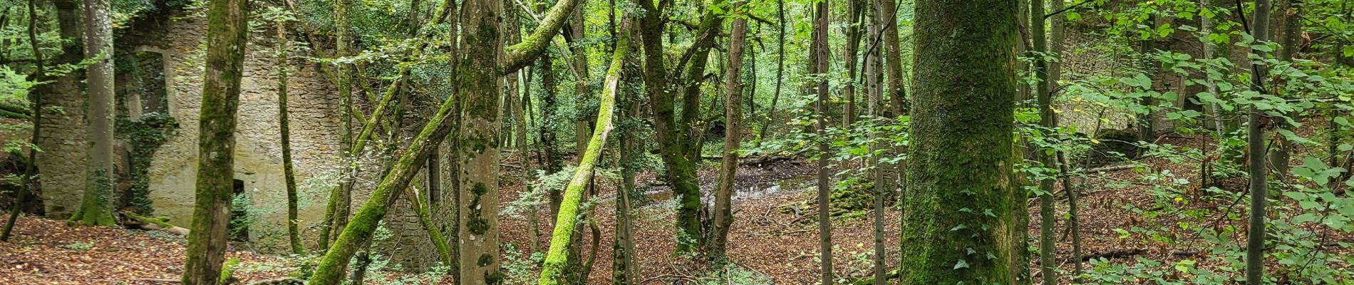 Tour Wandern Pont-Saint-Vincent - Le chemin des mines - Photo