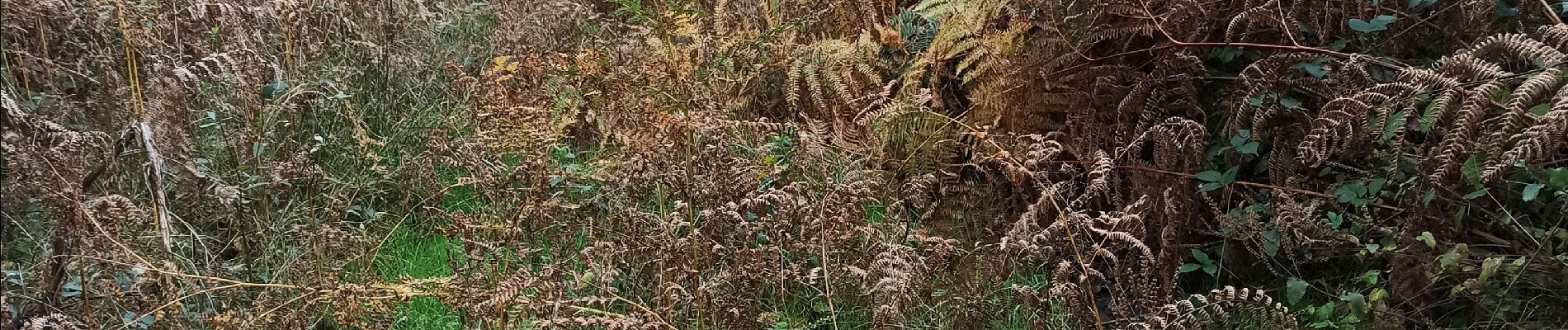 Point d'intérêt La Voivre - peu emprunté, à réhabiliter - Photo