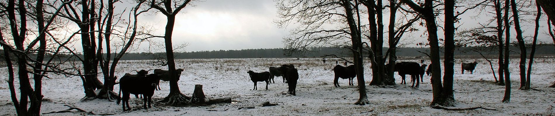 Excursión A pie Ede - Oud Reemst - Blauw - Photo