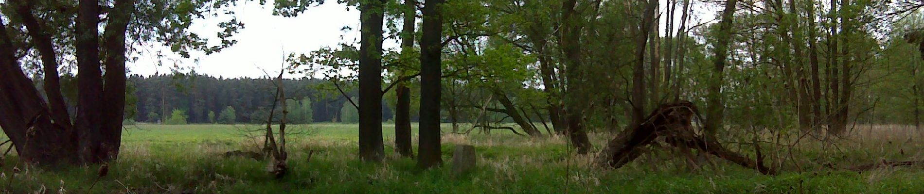 Tour Zu Fuß Königsbrück - Heidewaldpfad - Photo