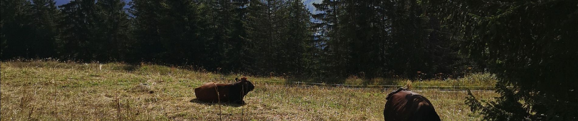 Tocht Noords wandelen Arbaz - intermédiaire à Anzère  - Photo