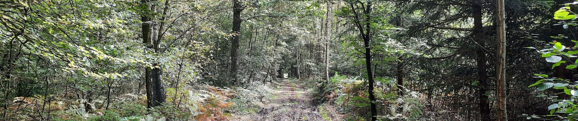 Randonnée Marche Chimay - Bois de Baileux et l'Eau noire - Photo