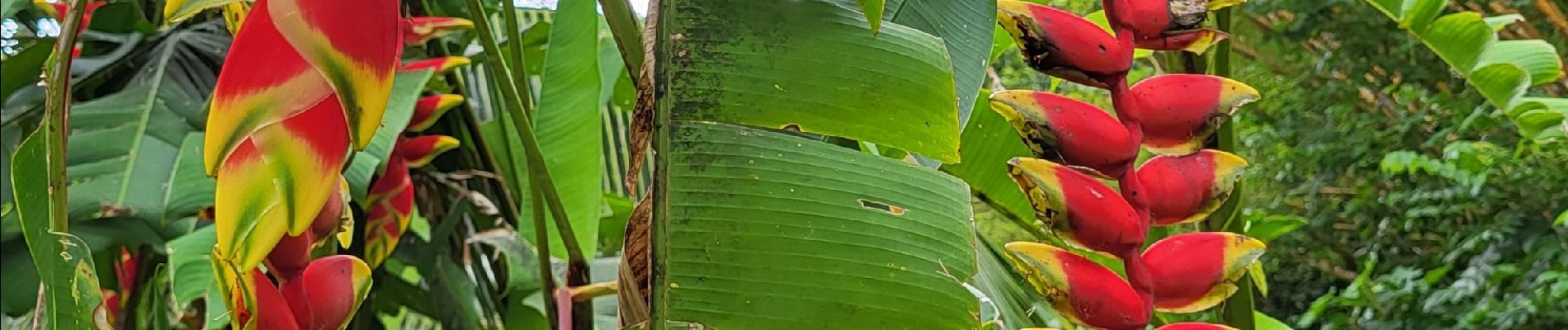 Randonnée Marche Papeete - Rando Tahiti vallée de Fautaua - Photo