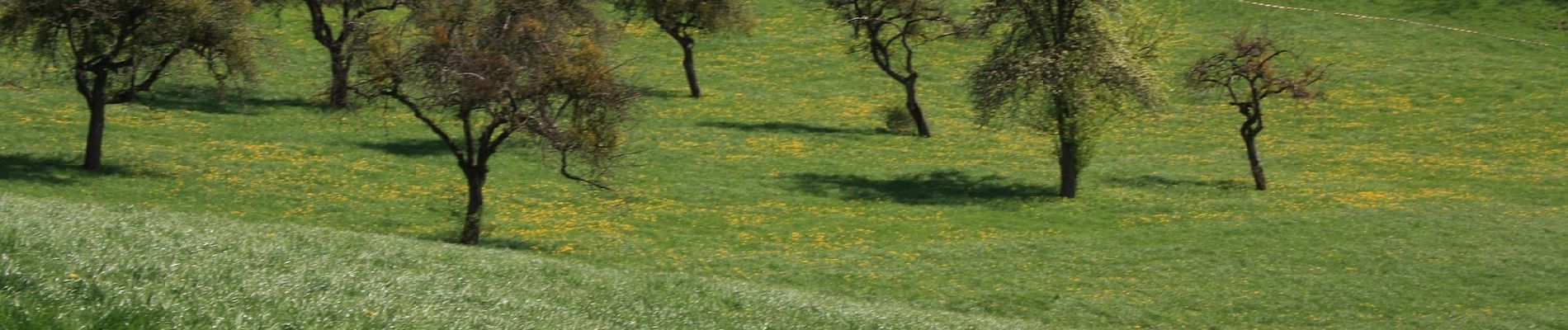 Tour Zu Fuß Poppenhausen - Dietershausen Rundweg 2 - Photo