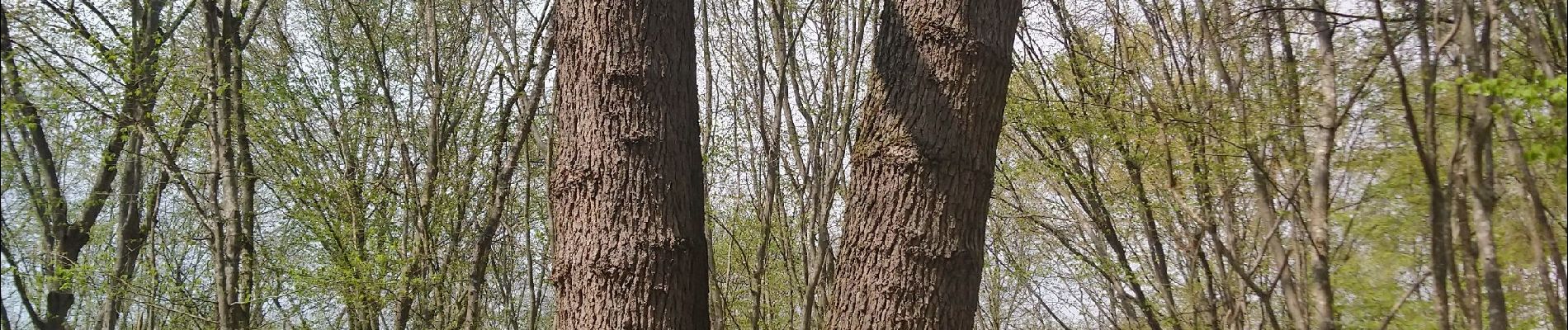 Randonnée Marche Widensolen - Randonnée Forêt et plaine de Widensolen  - Photo