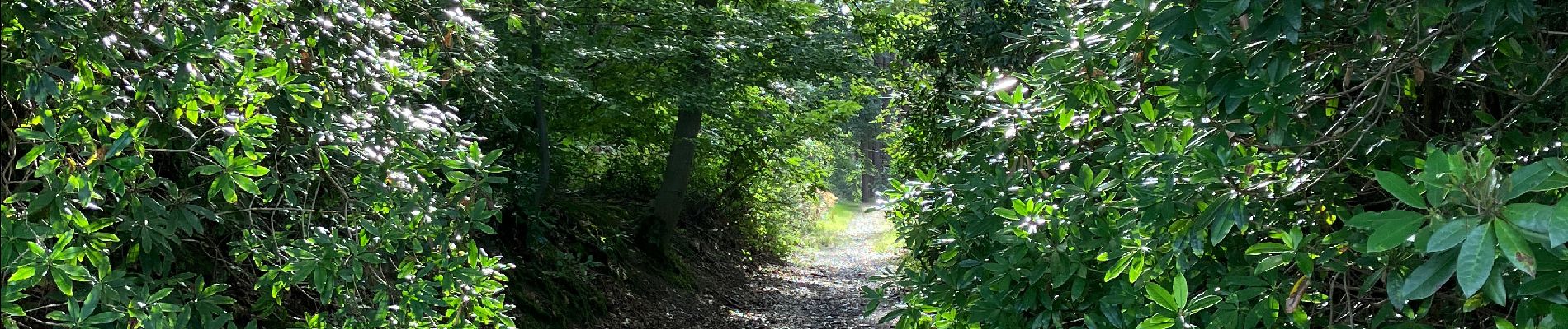 Randonnée Marche La Hulpe - Première promenade d’automne  - Photo