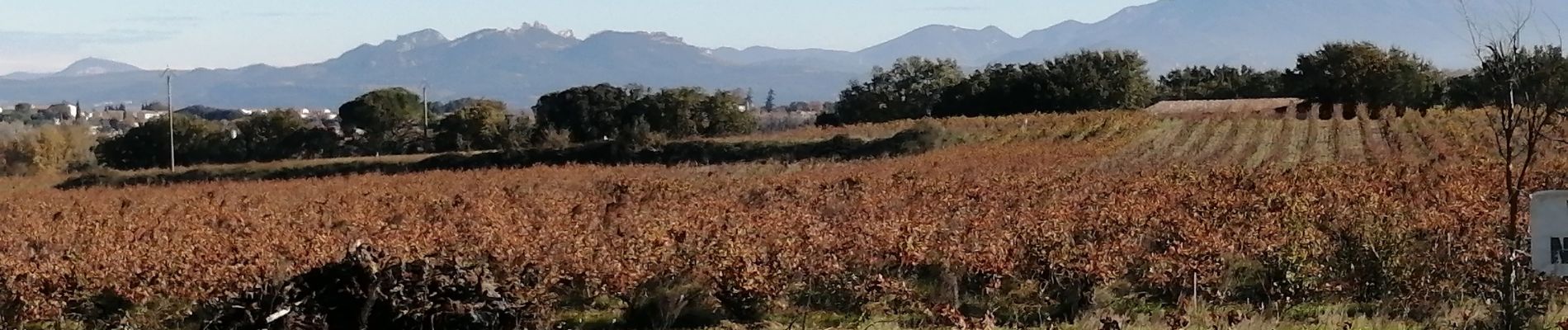 Excursión Senderismo Courthézon - étang Salé  - Photo