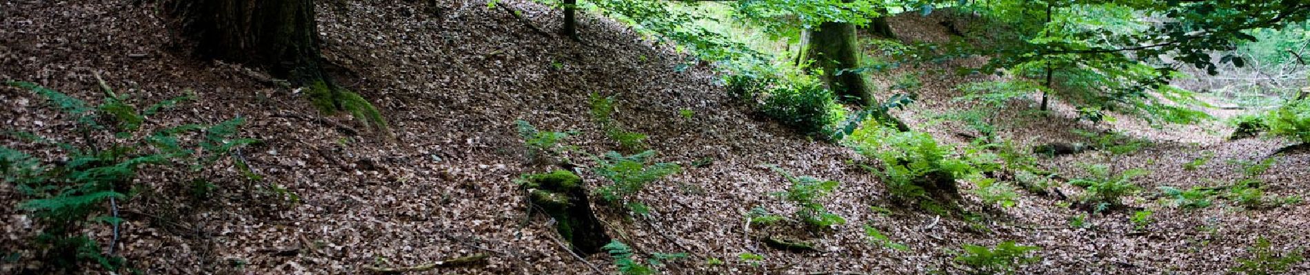 Randonnée A pied Auetal - Dr. Eduard Braun Weg - Photo