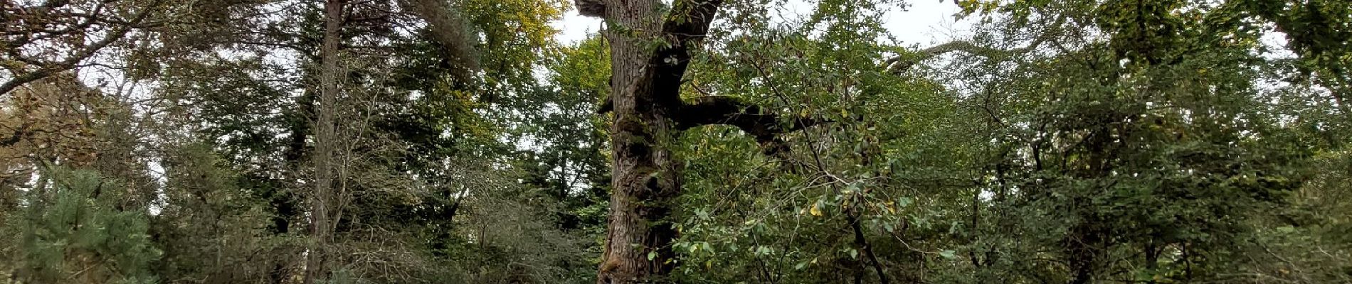 Point d'intérêt Fontainebleau - Chêne Lantara - Photo