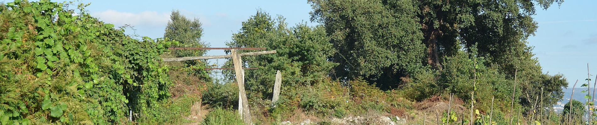 Tocht Te voet Sobrosa - Caminhos de Sobrosa - Photo