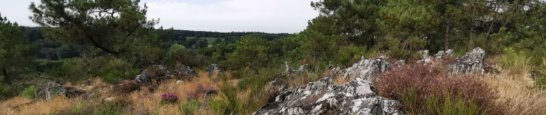 Randonnée Marche Saint-Gravé - Vers les grées et le mur interminable.  - Photo