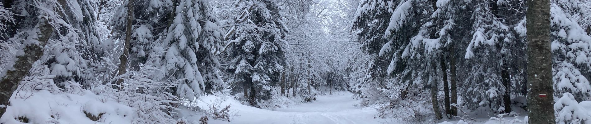 Trail Snowshoes Lans-en-Vercors - 5,8km R Lans-en-V Vertige des Cimes AR - Photo