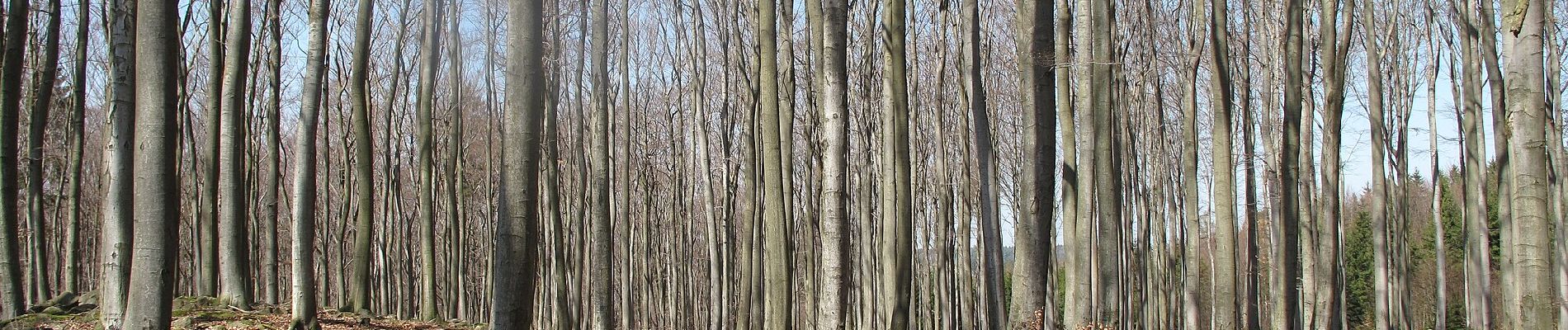 Tour Zu Fuß Černé Voděrady - [Ž] Vyžlovský rybník - Černé Voděrady - Photo