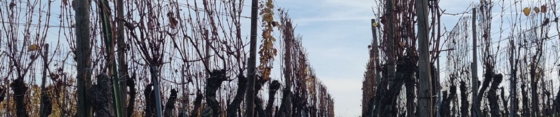 Trail Walking Eguisheim - Rando des cinq châteaux  - Photo