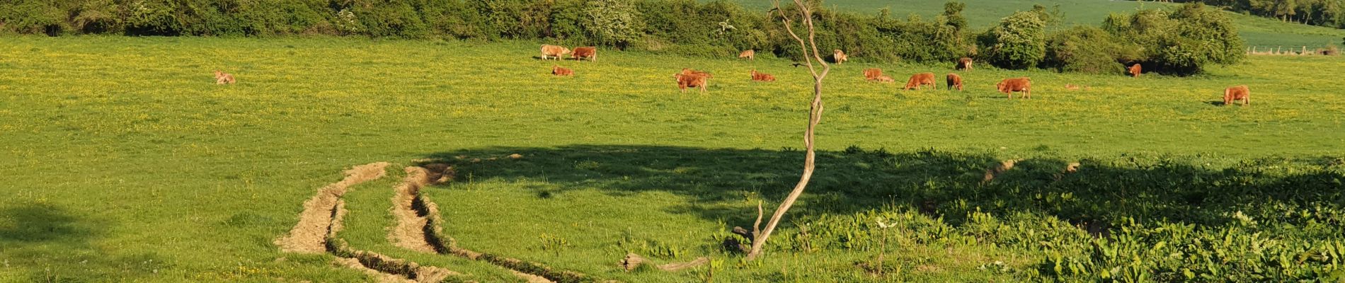 Randonnée Marche Corny-sur-Moselle - corny sur moselle - Photo