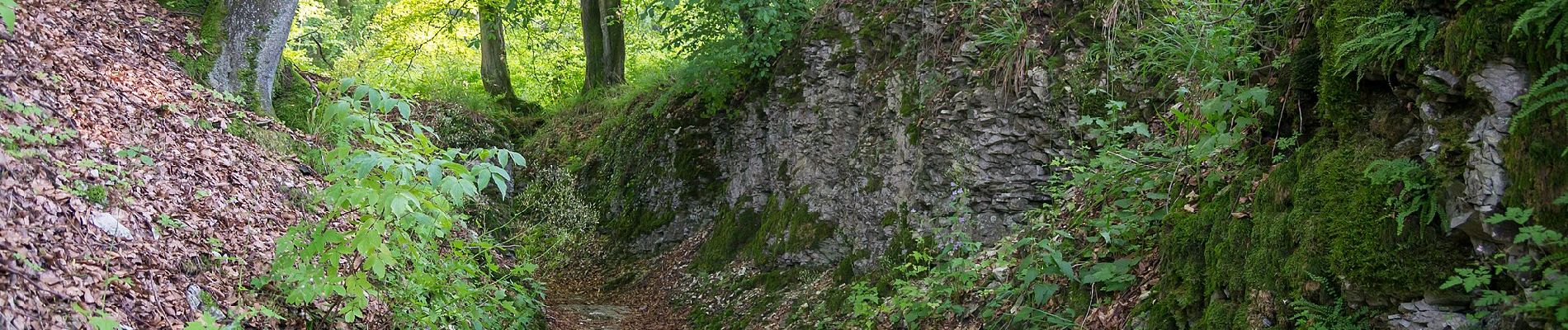 Tocht Te voet Schlangen - Rundwanderweg 34 [Barnacken] - Photo