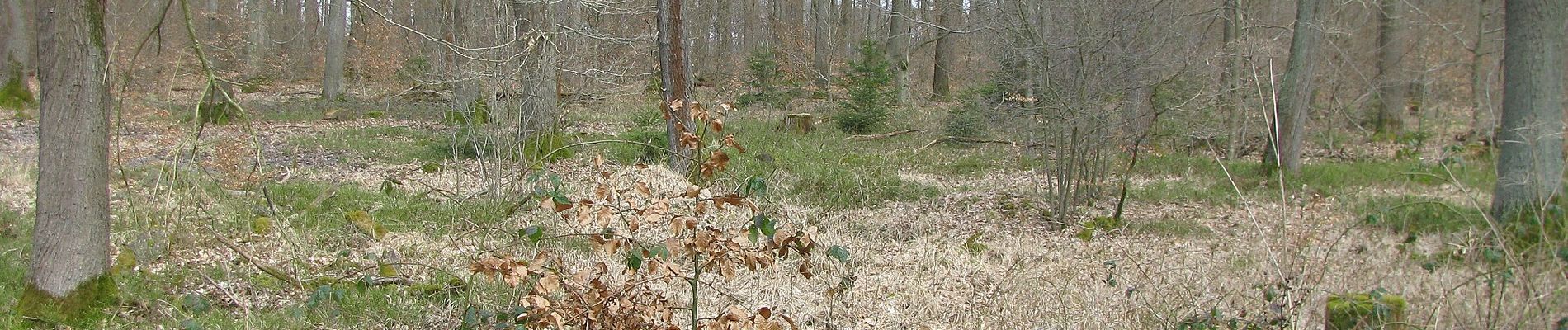 Tour Zu Fuß Niestetal - Kaufunger Wald, Rundweg 30 - Gut Windhausen - Photo