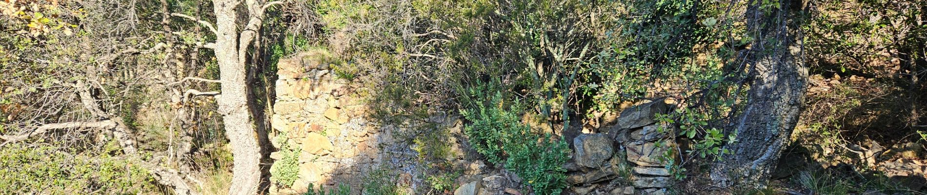 Tour Wandern Bormes-les-Mimosas - Forêt du Dom - Photo