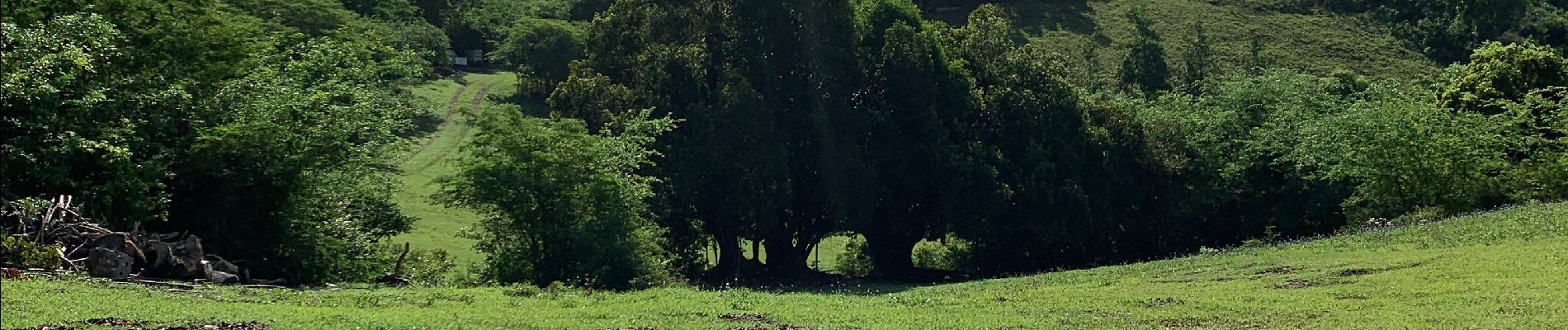 Tocht Noords wandelen Sainte-Anne - Modette  - Photo