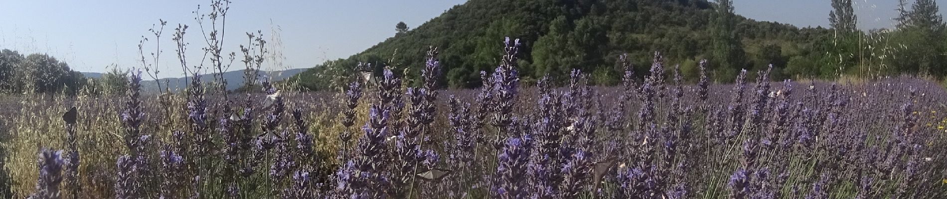 Tocht Mountainbike Lagorce - vtt vallon - Photo