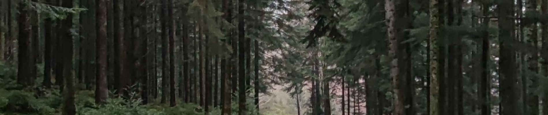 Randonnée Marche La Bresse - Autour du lac du Corbeau - Photo