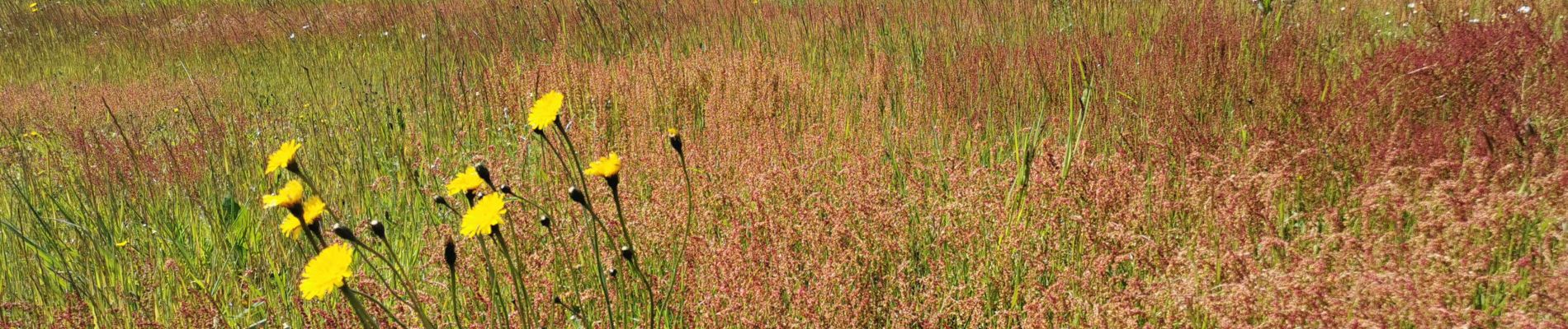 Trail Walking Le Vey - Suisse_Normande_#J4_Clécy_-_Hamars - Photo