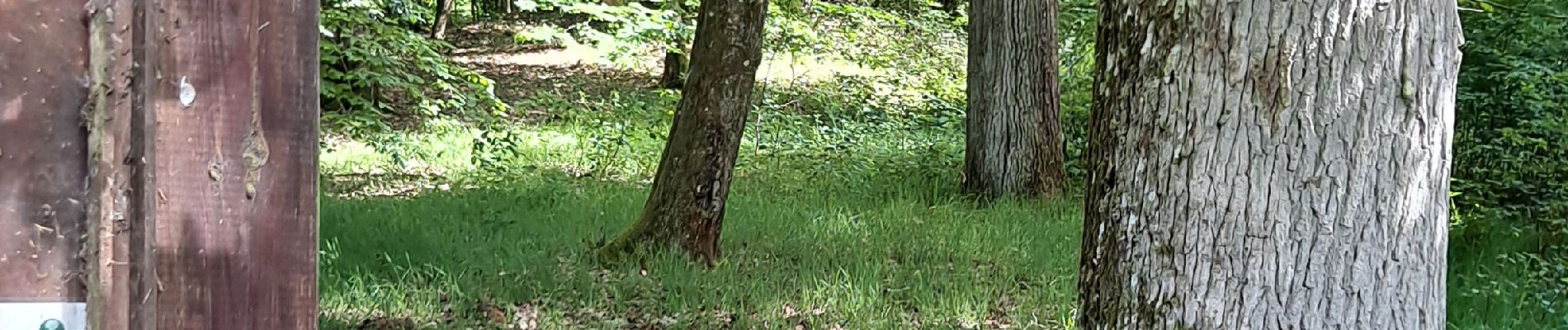 Randonnée Marche Poigny-la-Forêt - Rochers d'Angennes Yvelines - Photo