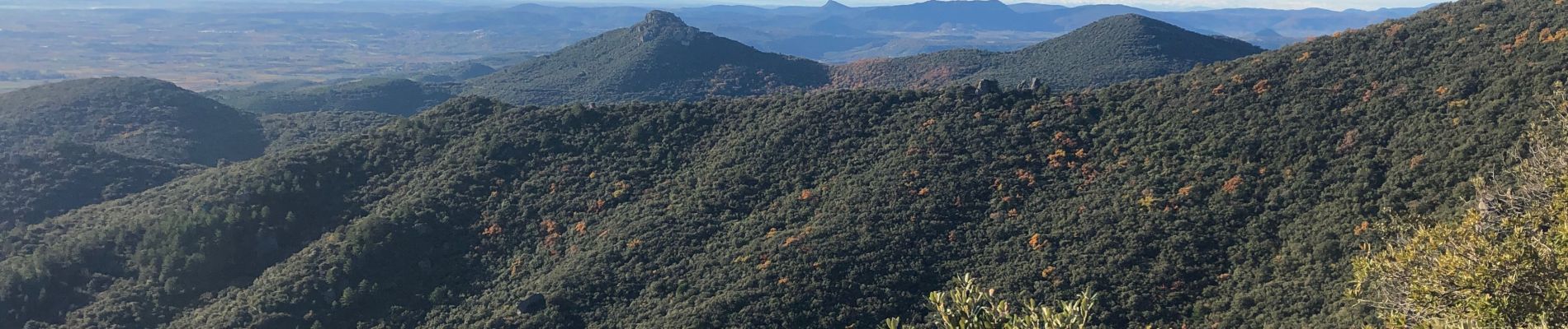 Excursión Senderismo Montpeyroux - Le pic par la gauche  - Photo