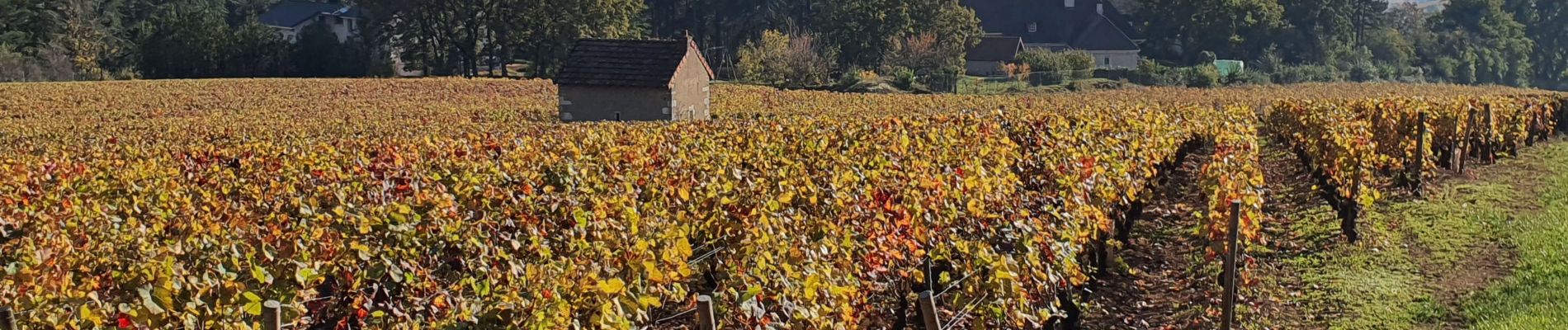 Tocht Stappen Givry - Boucle de Givry à Russilly - Photo