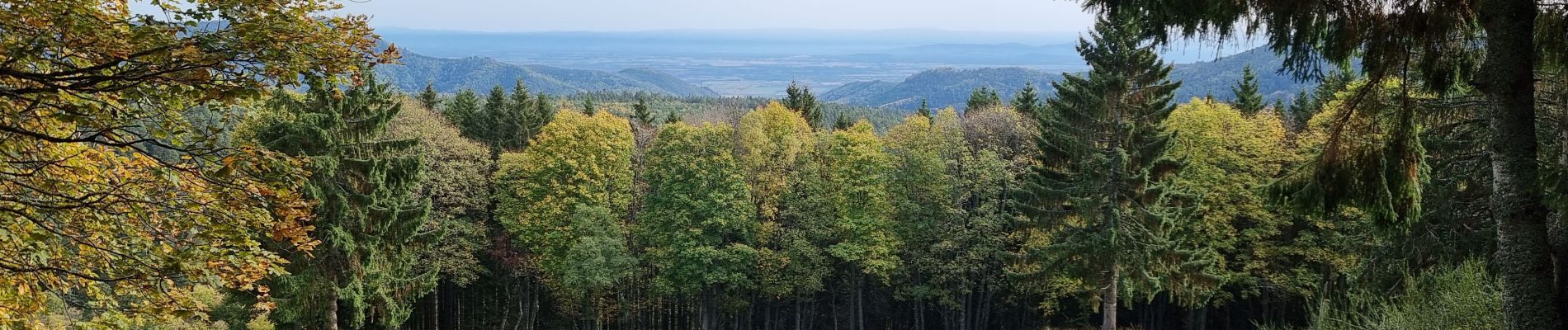 Percorso Mountainbike Fréland - aubure - Photo