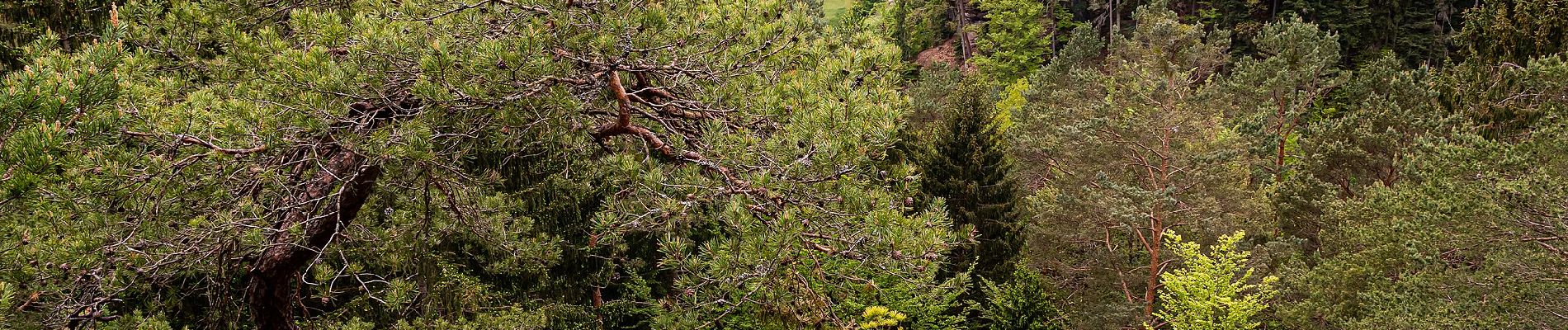 Randonnée A pied Dahn - Kaletschkopf-Tour - Photo